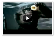 Watch trunk monkey video